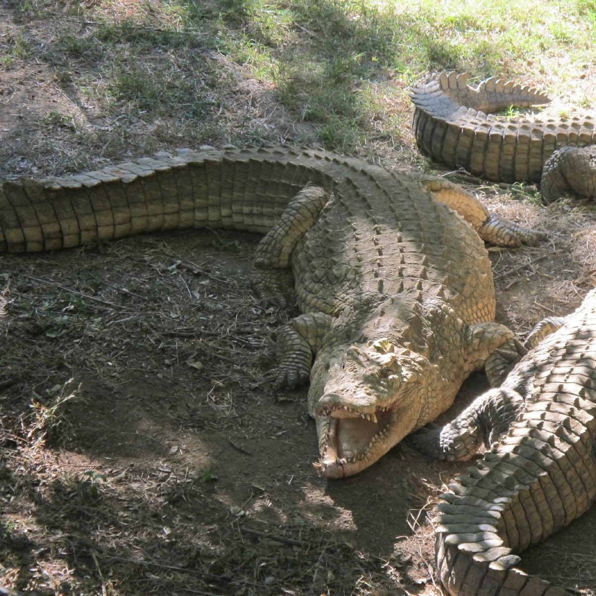 Croc Farm, Антананариву: лучшие советы перед посещением - Tripadvisor