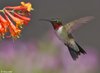 Trochilidae2014