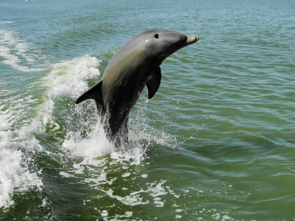 Marco Island Boat Tours (Goodland) - All You Need to Know BEFORE You Go