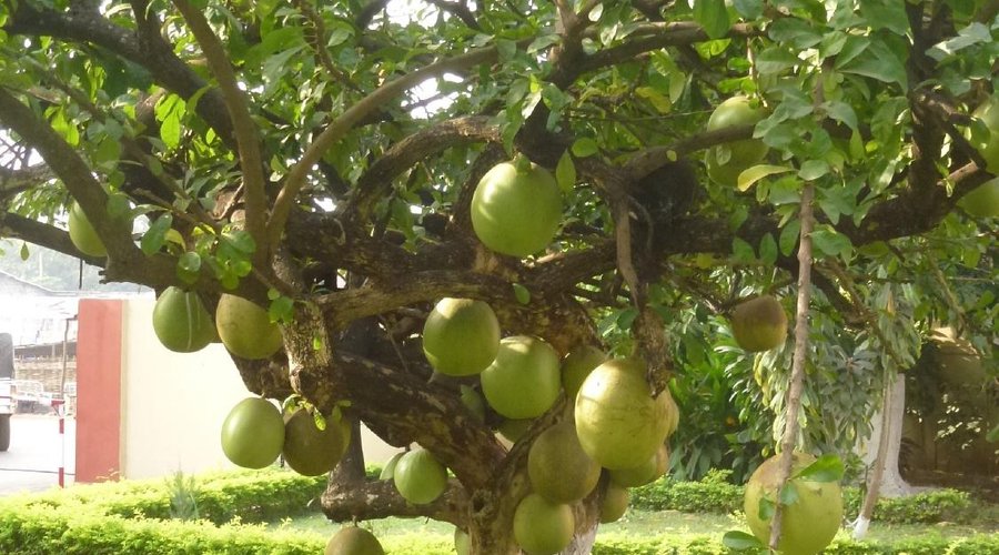 Unusual tree