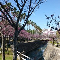 写真で見るとあまり咲いていないように見えますが、結構咲いていました。