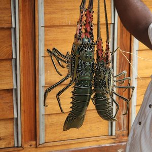 lobster for dinner