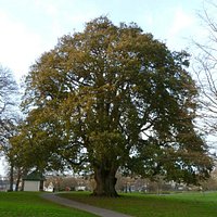 Phear Park - 'Lucombe' Oak - January 2014