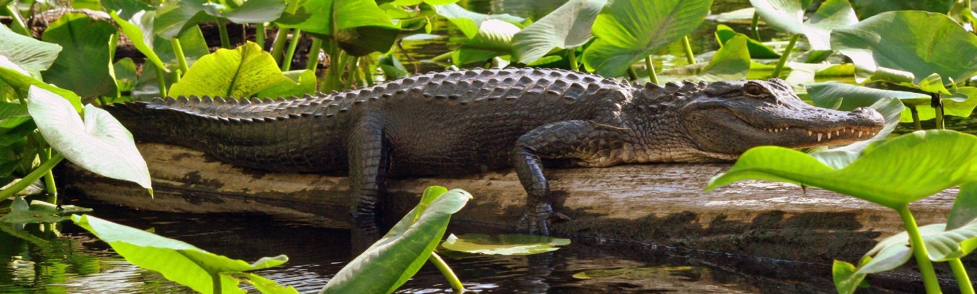 Happy Paddler Kayak Tours & EcoVentures (Anna Maria Island) - All You ...