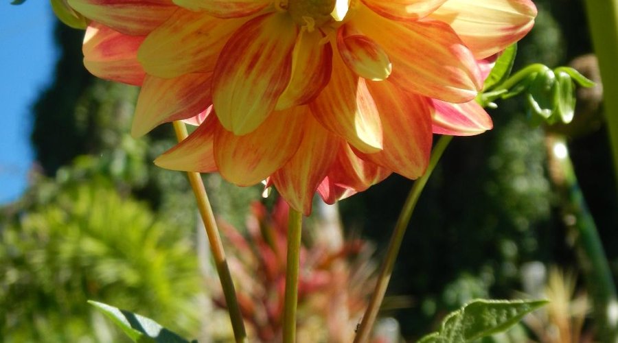 Our Flowers