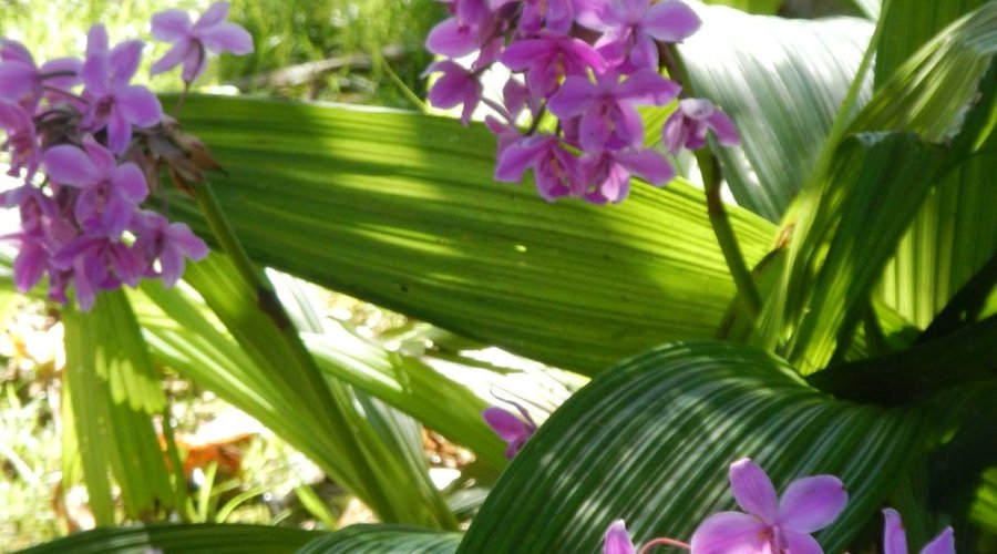 Tropical Colours