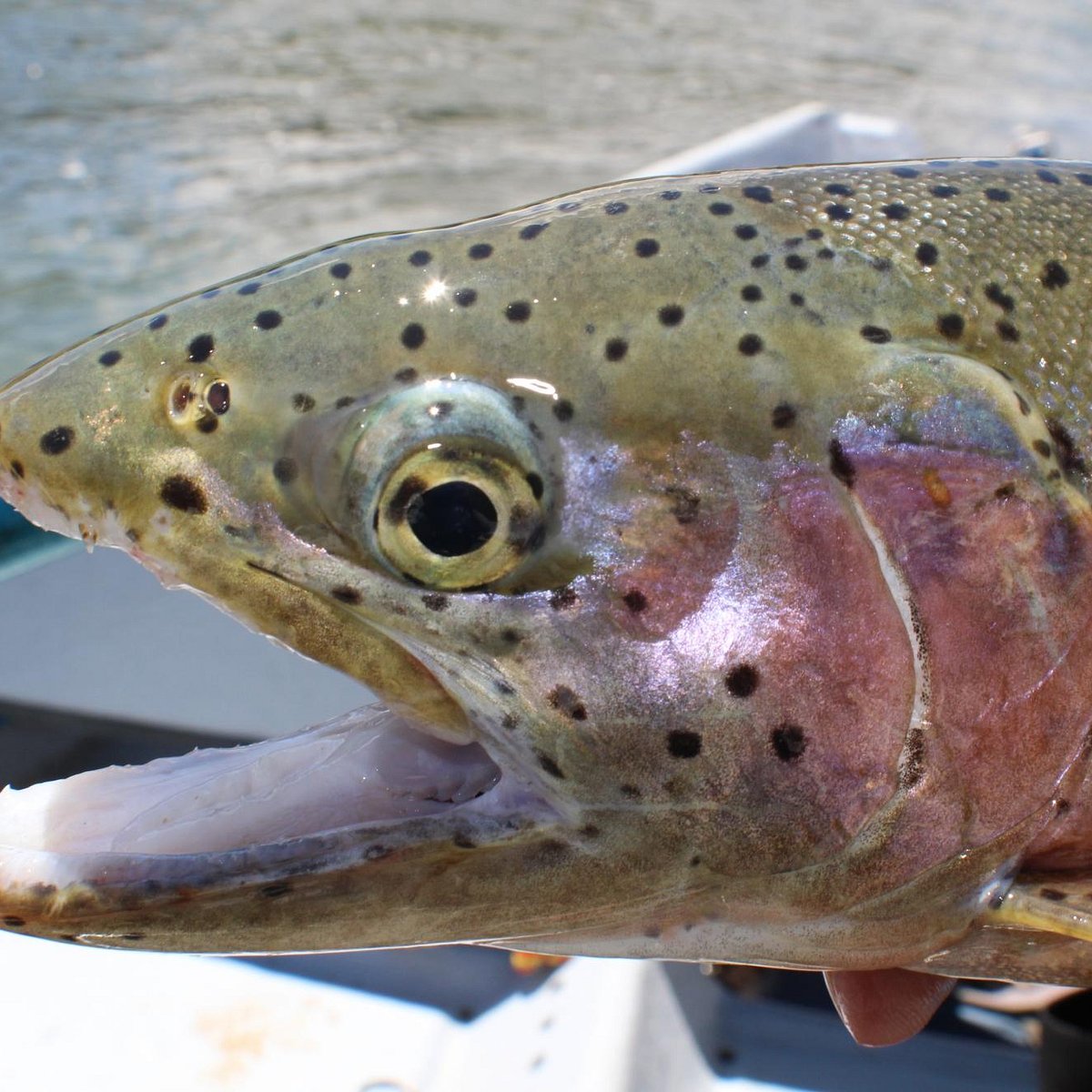 High Country Fishing Charters - Tours - All You Need to Know BEFORE You Go  (2024)