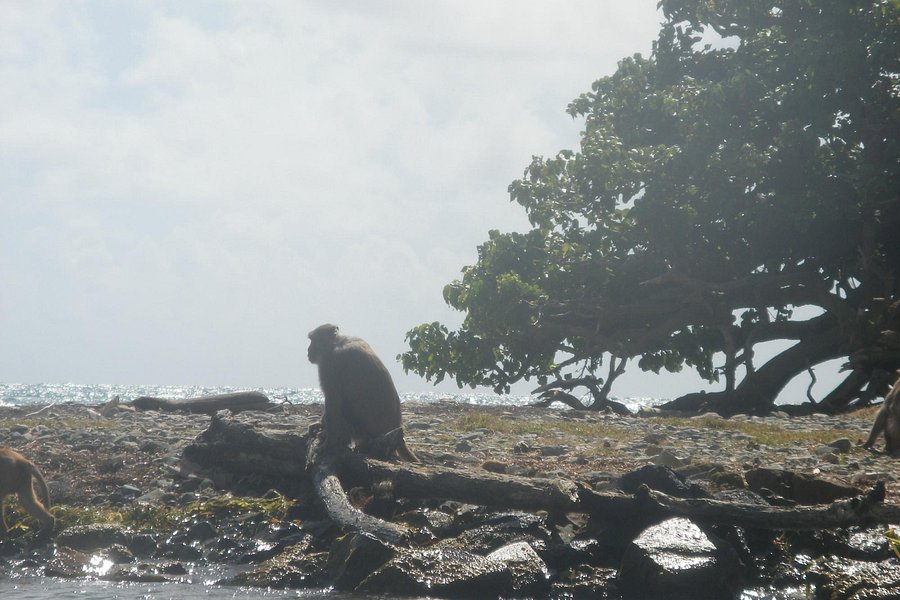 monkey island tour puerto rico