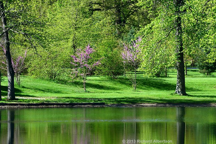 Pond in spring