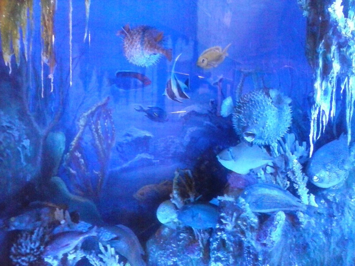 Aquarium Museum, Александрия: лучшие советы перед посещением - Tripadvisor