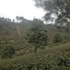 Things To Do in Jiajiang Tianfu Tea Plantation, Restaurants in Jiajiang Tianfu Tea Plantation