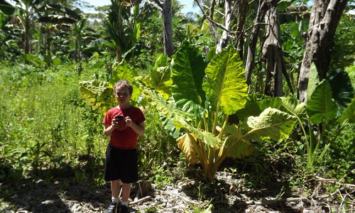 learn about different crops in Niue