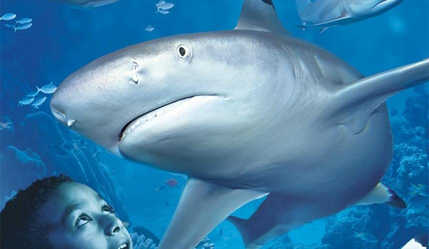 Majestueuze haaien en meer, in onze Ocean Tunnel!