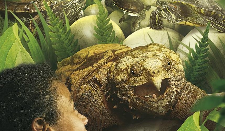 Nieuw in 2014: Expeditie Schildpad