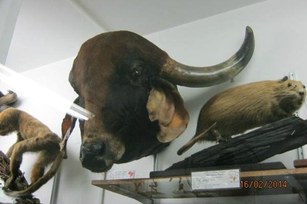 Cabeça de Touro