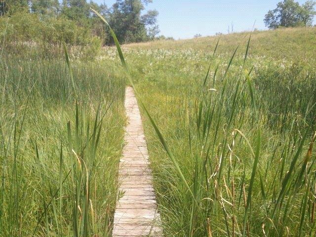 Bluff Spring Fen - Forest Preserves of Cook County