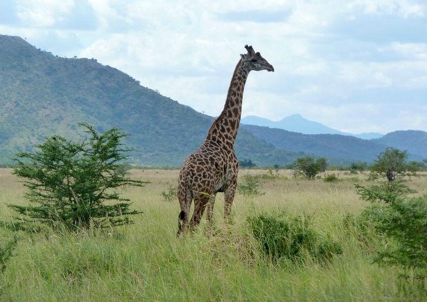 Mkomazi National Park image