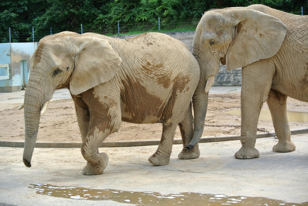 Omoriyama Zoo (Akita) - 2022 Lo que se debe saber antes de viajar