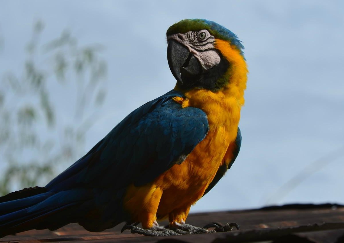 Easy Birding Peru - Amazon Rainforest (Cusco) - Aktuelle 2021 - Lohnt