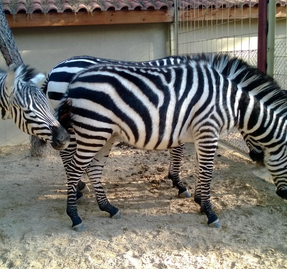 Antalya Zoo, Анталья: лучшие советы перед посещением - Tripadvisor