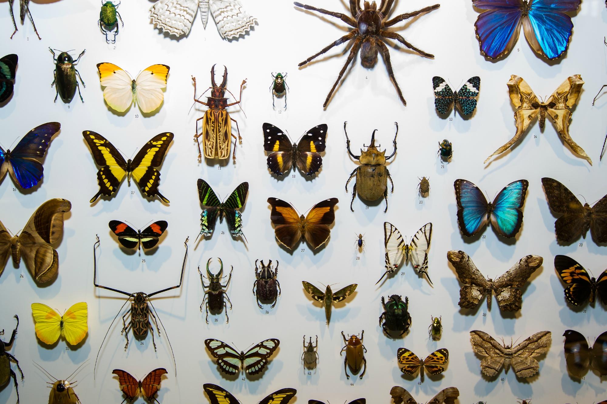 Insectarium montreal outlet