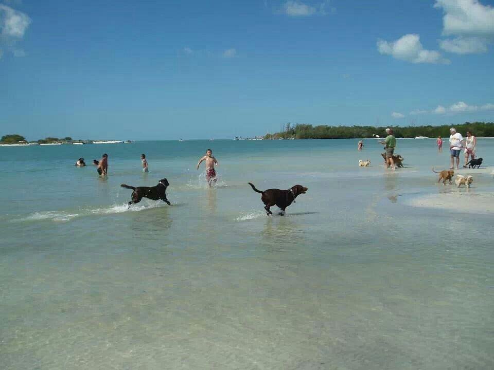 are dogs allowed on naples beaches