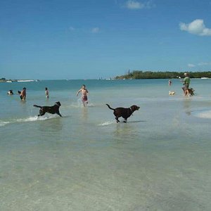 does barefoot beach allow dogs