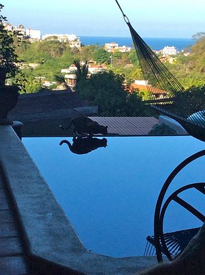 HACIENDA LAS ANIMAS - Prices & B&B Reviews (Puerto Vallarta, Mexico) HACIENDA LAS ANIMAS - Prices & B&B Reviews (Puerto Vallarta, Mexico)
