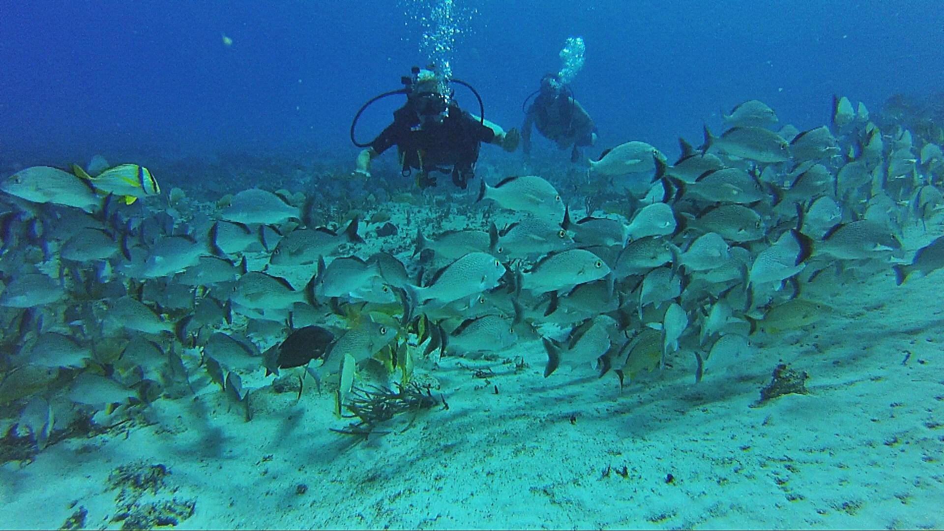 always diving cancun