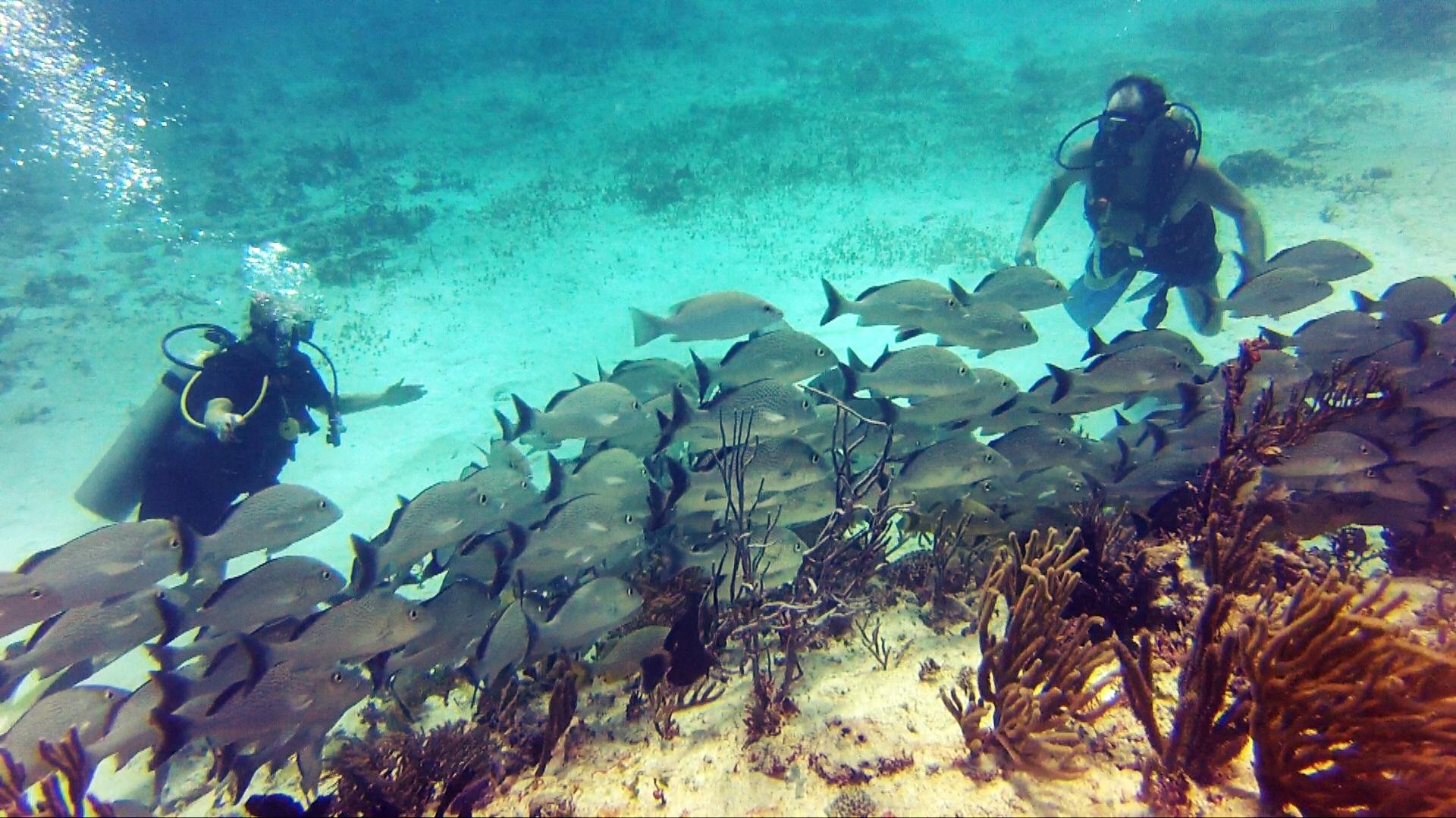 always diving cancun