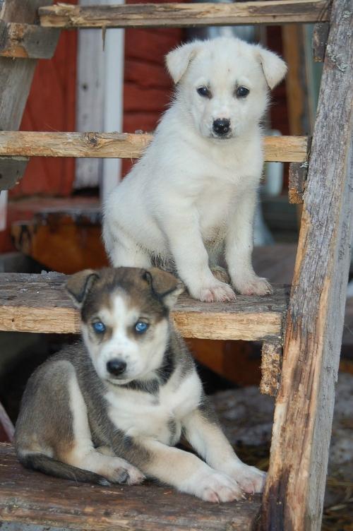 Husky farm 2024 near me