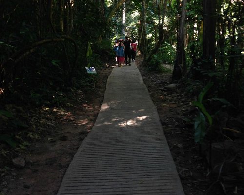 Xishuangbanna Rainforest