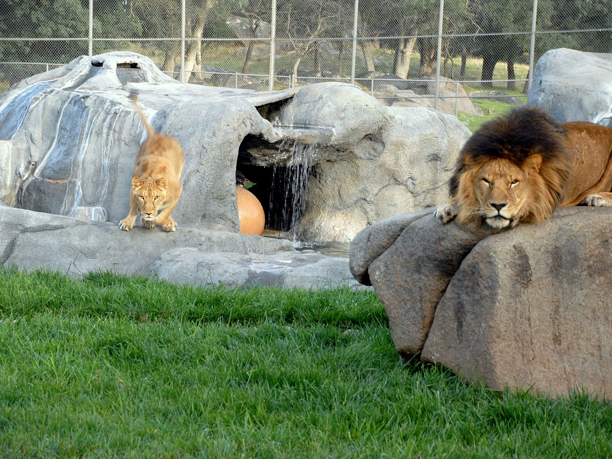 Alpine: Lions Tigers & Bears Animal Sanctuary Guided Visit