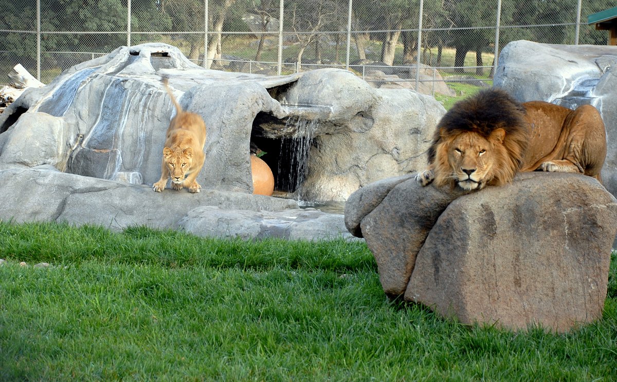 Lions, Tigers & Bears (Alpine) - All You Need to Know BEFORE You Go Lions, Tigers & Bears (Alpine) - All You Need to Know BEFORE You Go