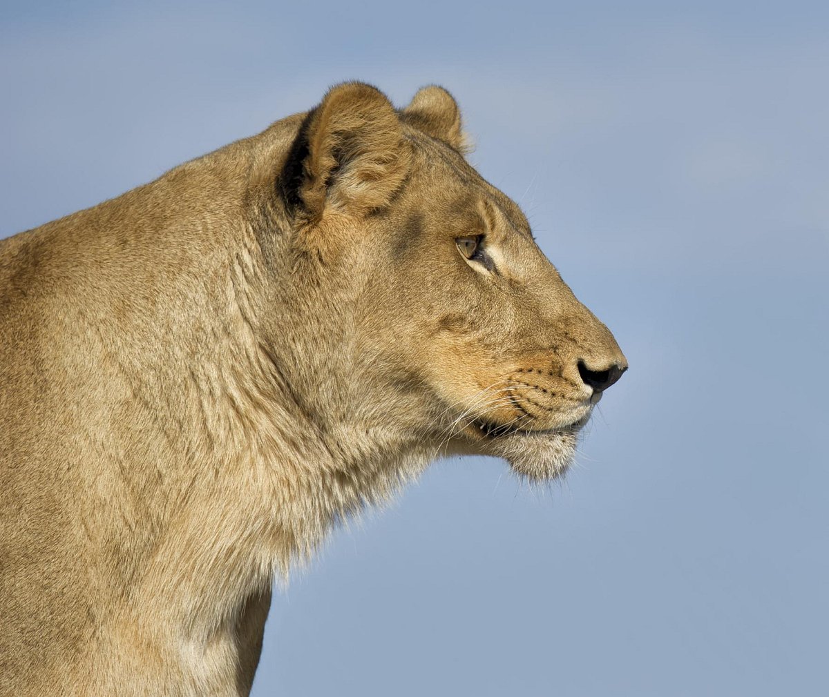 Wild Desert Tiger - JERSEY