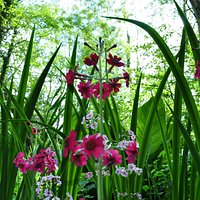Candelabra primulas
