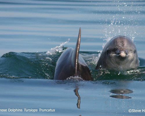 Another Record Year - Dolphins Sightings — Jersey Seafaris