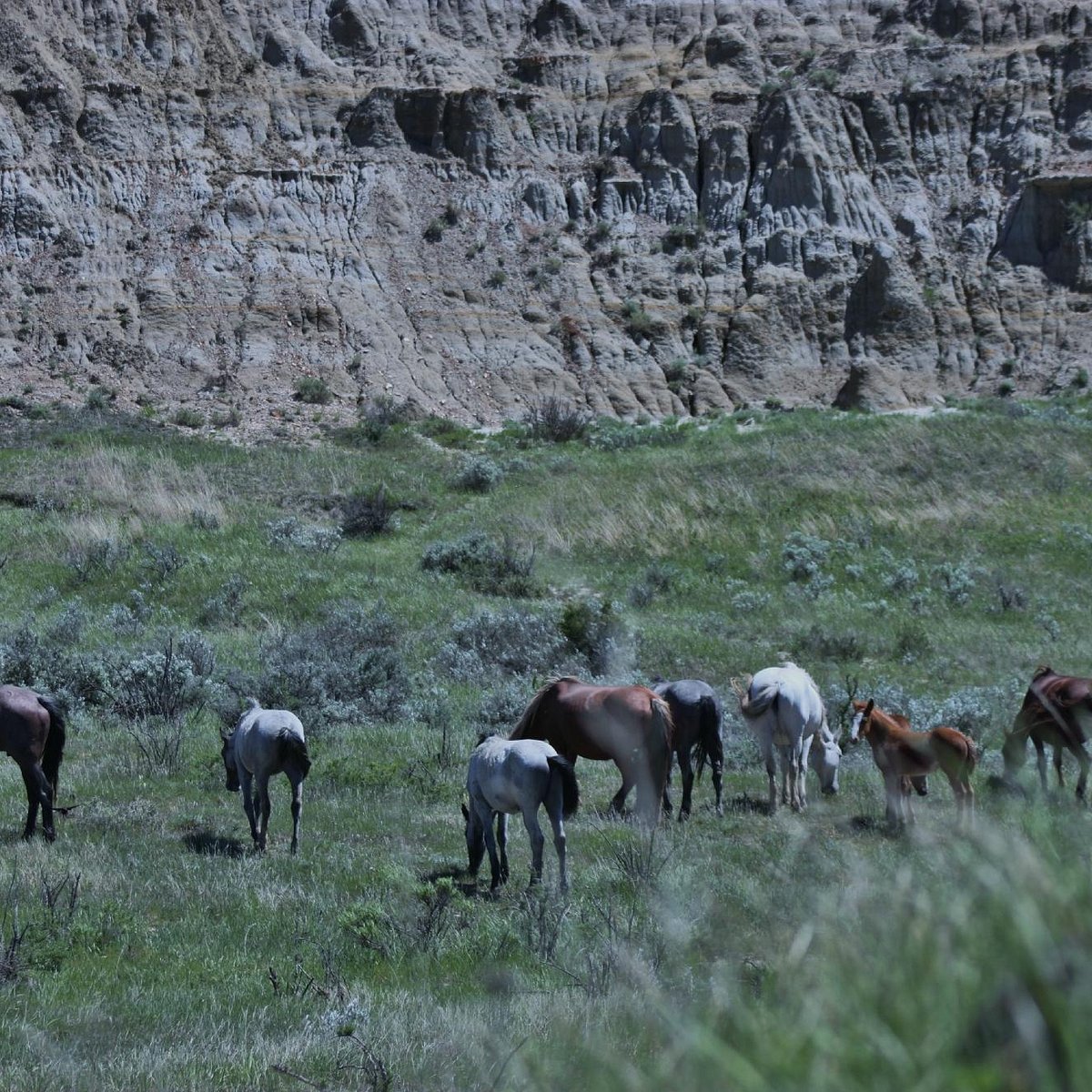 PEACEFUL VALLEY (Parc national Theodore Roosevelt): Ce qu'il faut savoir