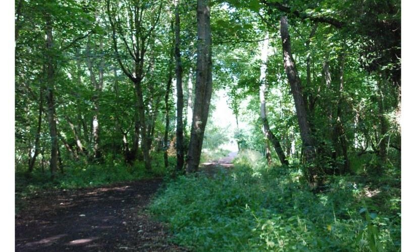 Beautiful Woodland Walks