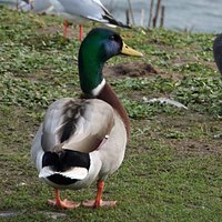 Quack