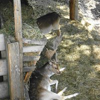 Parco della Fauna alpina Sappada