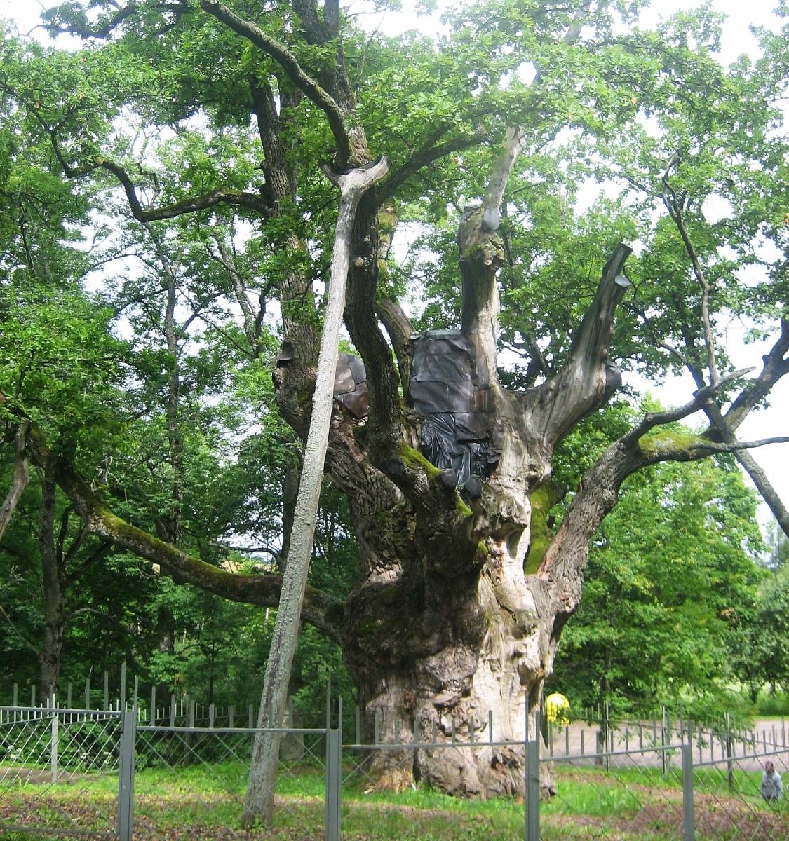 Зарасайский дуб