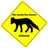 Arctic Fox C