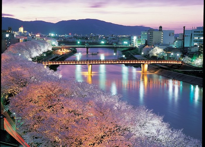 トワイライトの桜並木