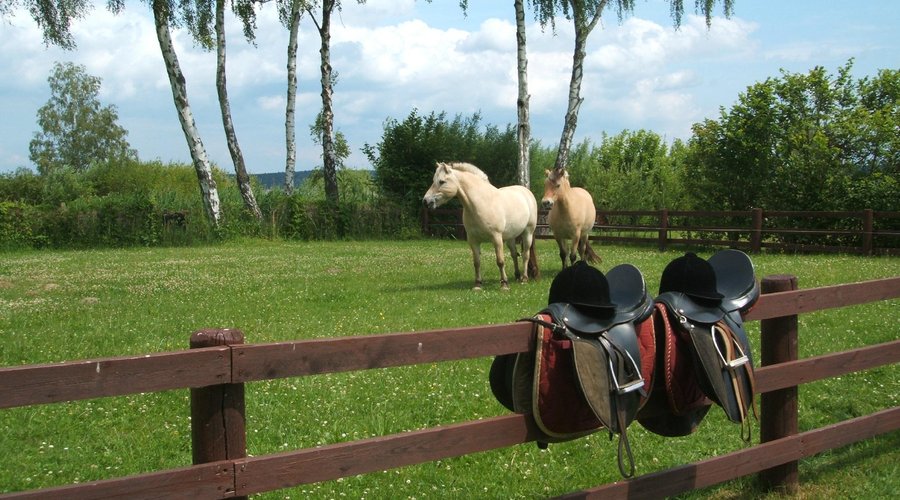Reiten auf Ponys und Pferden im Ferienpark Heidenholz