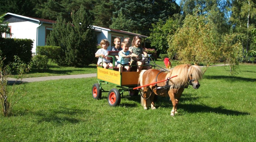 Kutschfahrten für die kleinen Kinder