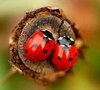 aladybug76