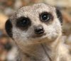 Meerkatou