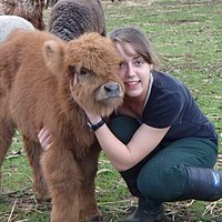 Cute Scottish Highland Calf at Denmark Animal Farm!