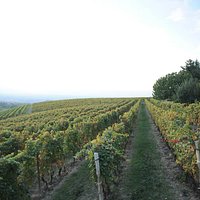 La Vigna